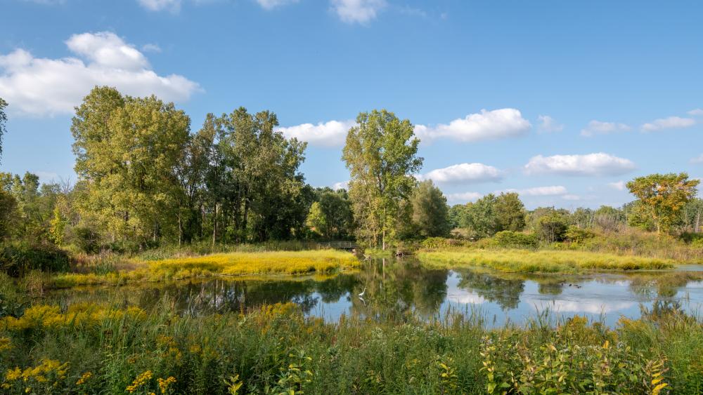 Trees next to a pond.