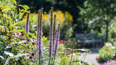 Close up of garden with purple flowers