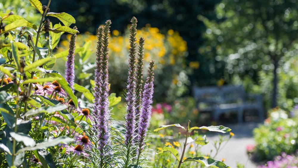 Close up of garden with purple flowers
