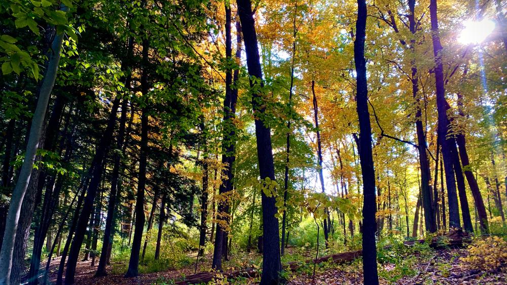 Forest view with leaves starting to change from green to orange and yellow