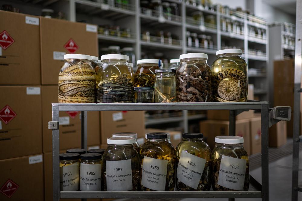 Jars of snakes preserved in alcohol at the University of Michigan's Research Museums.